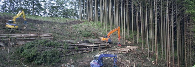 forets